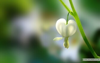 Beautiful Flowers Background Wallpaper