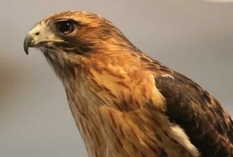 Red Tailed Hawk Seen In The Woodlands Tx Pictures