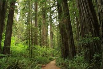 File Stout Memorial Grove In Jedediah Smith Redwoods State Park