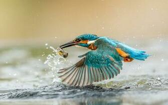 Kingfisher Bird With Caught Fish Desktop Wallpaper HD