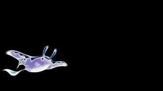 Mantine Pokemon Wallpaper