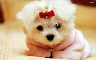 Cute Puppies High Definition Wallpaper Wallalay