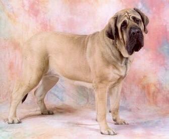 Types Of English Mastiffs Wallpaper