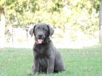 Silver Lab Puppies Labs