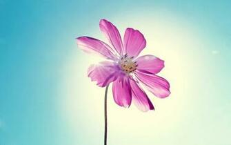 Best Spring Flowers Wallpaper High Definition