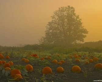 Fall Desktop Wallpaper Pumpkins In HD