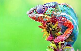 Chameleon Wallpaper Desktop Wallpaperexpert