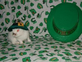 Patrick S Day Domestic Short Haired Cat Wallpaper On