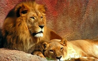 Lions Widescreen Wallpaper HD