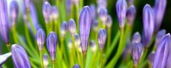 Pleasant Dual Screen Nature And Spring Wallpaper Multy Shades