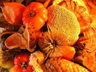 Thanksgiving Wallpaper Screensavers And Pictures