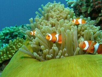 On October By Stephen Comments Off Clown Fish Wallpaper