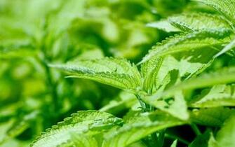 HD Wallpaper Funny Weed X Kb Jpeg