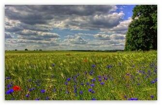 Spring Landscape Wallpaper