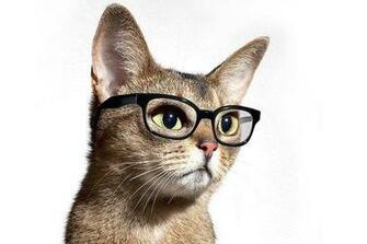 Paws For Thought The Sunday Times