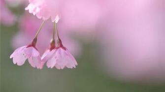 Small Flowers HD Wallpaper