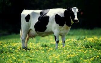 Cow HD Wallpaper Deanne Morrison Droopy Darcy Cruz