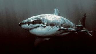 Wide HDq Shark Great White Wallpaper