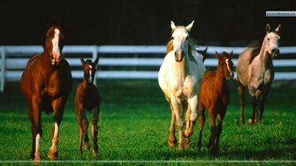 Romper Room Arabian Horses Wallpaper
