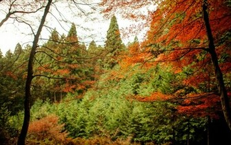 Jcfriend Photo Fall Html