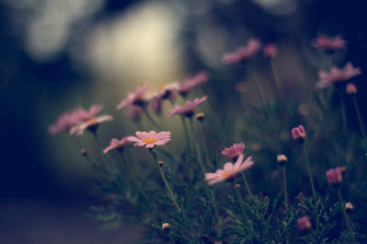 Flowers Nature Wallpaper HD