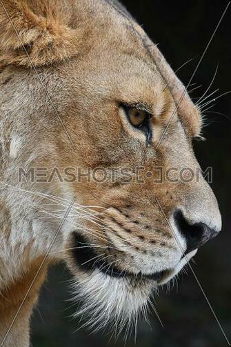 Close Up Portrait Of Female African Lioness Meashots