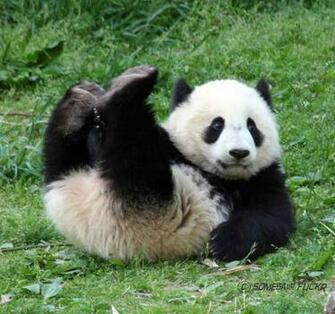Wallpaper Hub Giant Panda It S Baby