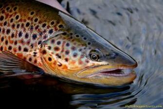 Madison River Mt Brown Trout Fly Fishing Portraits