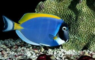 Blue Cool Fish Wallpaper