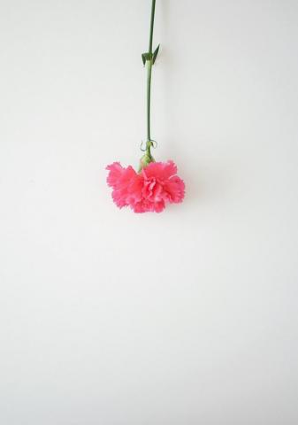 Pink Carnation Pictures Image
