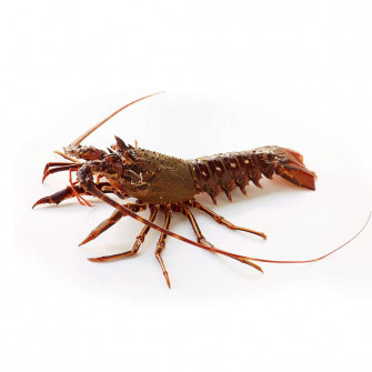 Spiny Lobster White Wallpaper