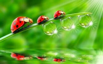 Ladybugs HD Animal Wallpaper Water Drop On Leaf