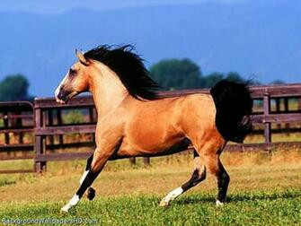 Quarter Horses Wallpaper HD Buckskin