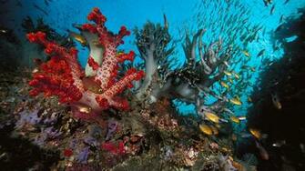 Colorful Nature Coral Reef Wallpaper HD High Resolution