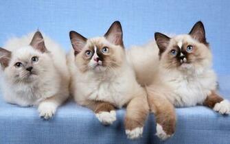 Ragdoll Cat Best Wallpaper Baltana