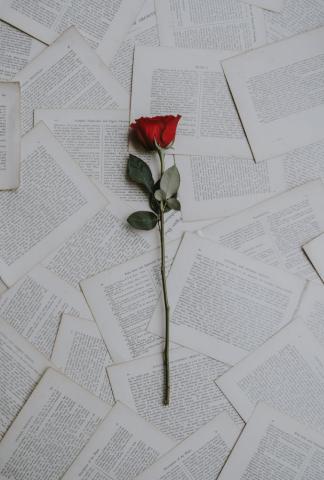 Red Rose iPhone Wallpaper The Dreamiest For