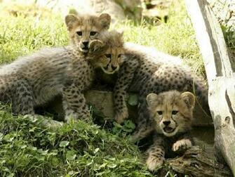 Cheetah Wallpaper HD Pictures Live Hq
