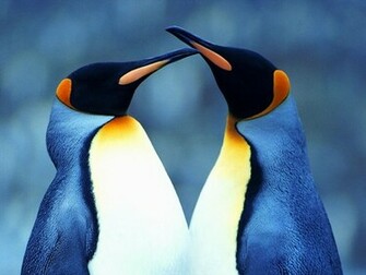 Penguin Wallpaper Penguins Image And Animal Desktop Background