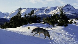 Rocky Mountains Wolf Wallpaper