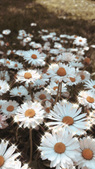 Excellent Daisy Flower Wallpaper Aesthetic You Can Save It At No Cost