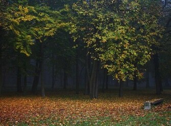 The Wood Is Dark And Deep Wallpaper HD