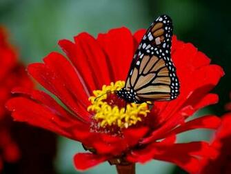Flower Wallpaper Beautiful