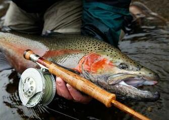 Brown Trout Fish Wallpaper Picswallpaper