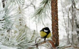 Winter Bird Wallpaper Hq Desktop HD4desktop