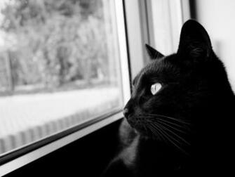 Fondo De Pantalla Gato Bw Negro Hocico HD