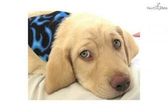 Related Pictures Yellow Lab Puppies Desktop Wallpaper