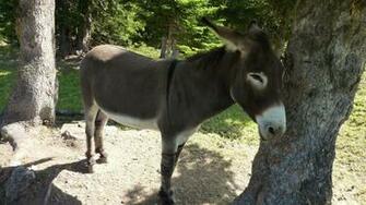 Donkey Wallpaper Pictures For Desktop