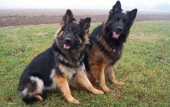 Animal German Shepherd Wallpaper