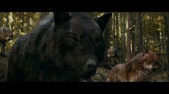 Twilight Saga Vampires Wolves Image Wallpaper