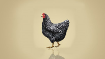 Chicken Wallpaper HD Image Pics Photos